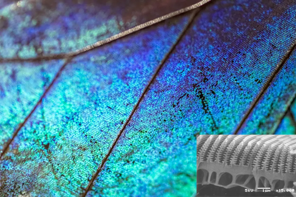 A photograph of the scales of a morpho butterfly's wings with a scanning electron microscope image overlaid of its Christmas-tree-like nanostructure(bottom right).