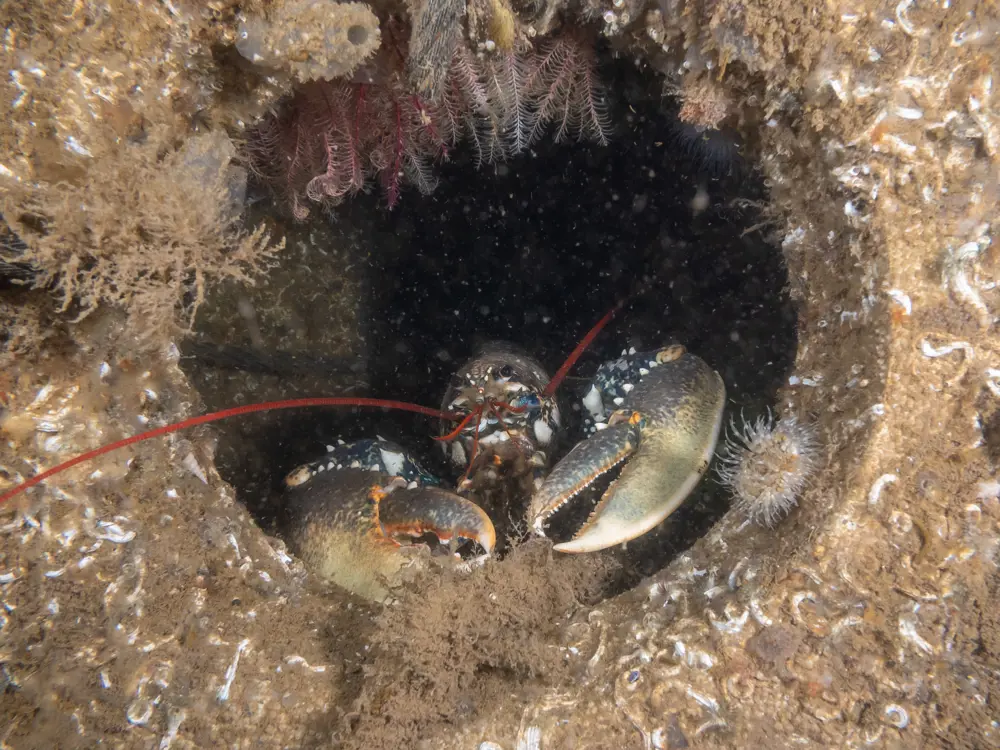 A lobster sheltering in the passageway of an artificial reef structure made from a concrete-like material. Sea anemones and other marine plants also growing on the structure.