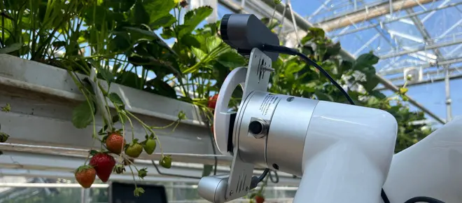 In a greenhouse a camera attached to a white robotic arm makes its way along a tray of strawberry plants, where some of the strawberries are green and some red