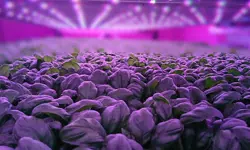 Spinach crops tightly packed under lights at an indoor farming facility.