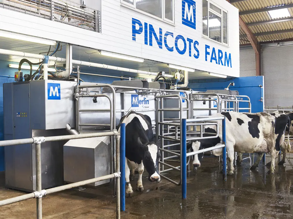 Cows in a dairy farm walking into an automated milking stall through a gate.