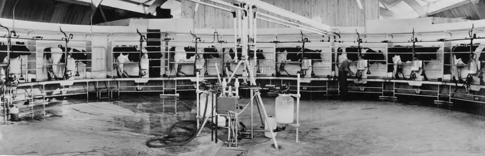 A greyscale image of a cow milking facility, where cows were herded into machines.