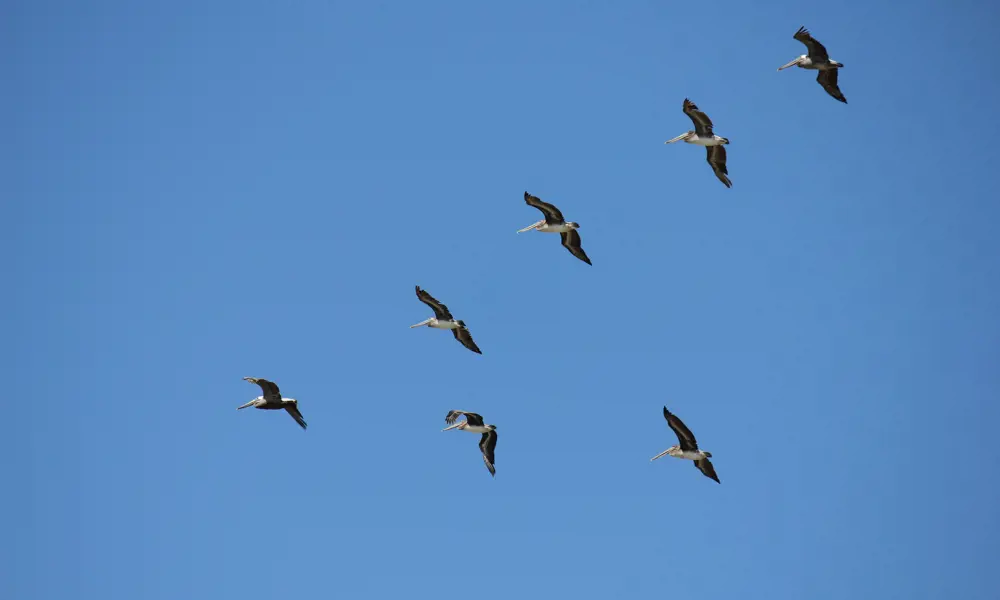 A flock of seven brown pelicans flying in a V-shape with a blue sky in the background.