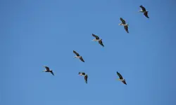 A flock of seven brown pelicans flying in a V-shape with a blue sky in the background.