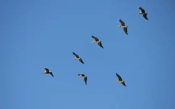 A flock of seven brown pelicans flying in a V-shape with a blue sky in the background.