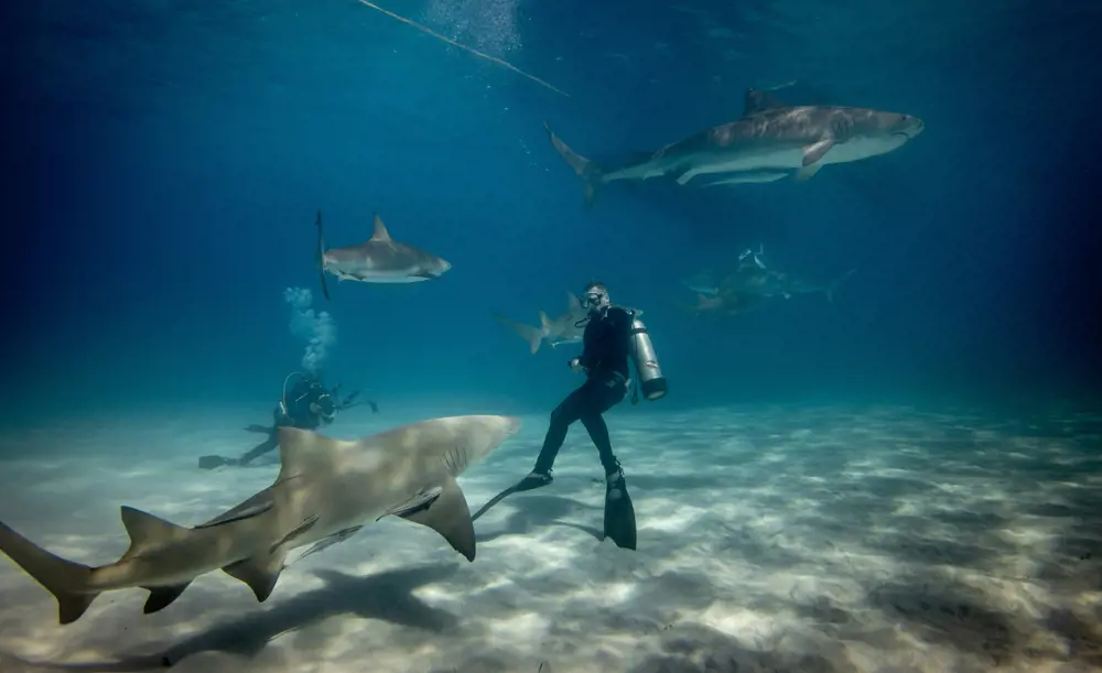 A diver in a black wetsuit swimming with a large grey shark.