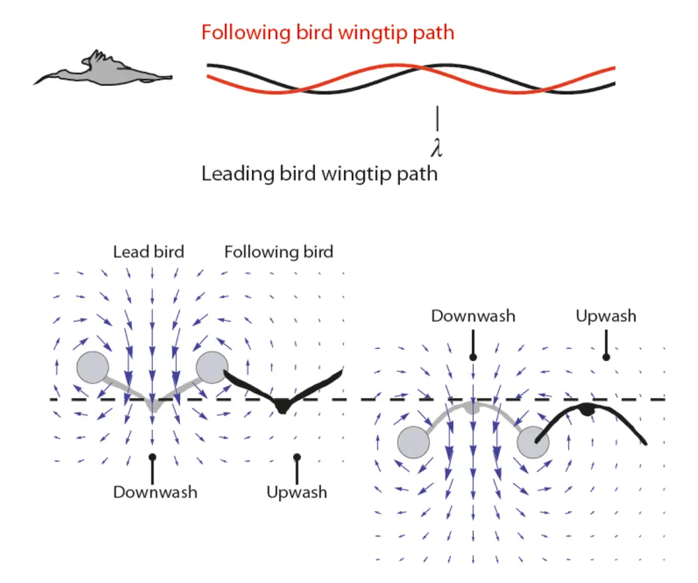 A diagram showing the wingtip path of a leading and following bird, where the paths approximately match (top). A diagram of a following bird keeping its wing close to the maximum induced upwash of the leading bird which is on a downwash (bottom).