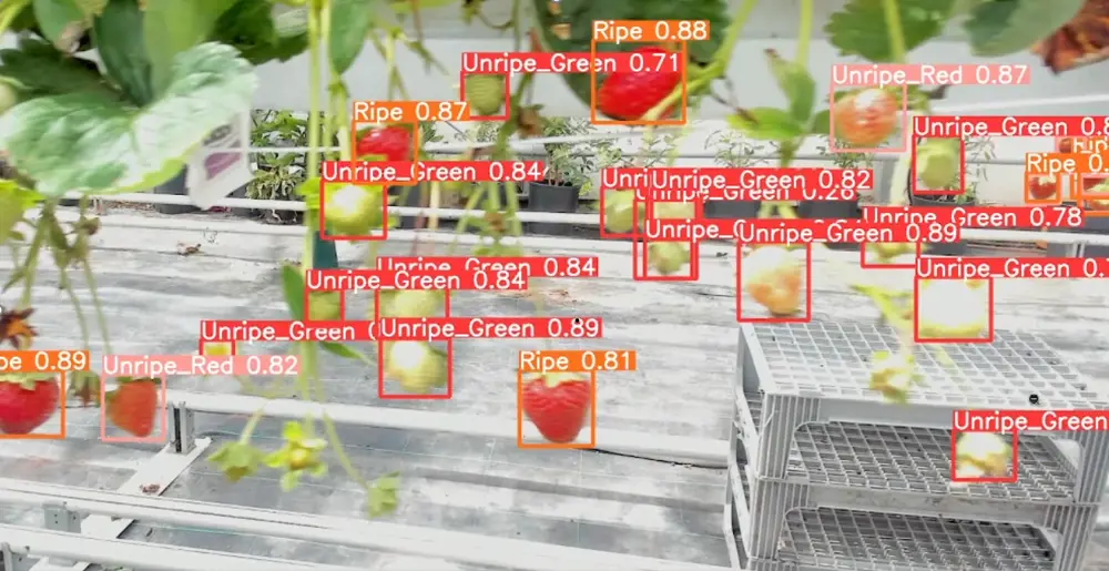 A screenshot from a camera show strawberries growing on a vine. Some are red and ripe and some are green and unripe. Overlaid red boxes with text say which ones are ripe or not