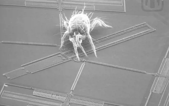 A scanning electron microscopy image of a spider mite crawling on a microelectromechanical system.