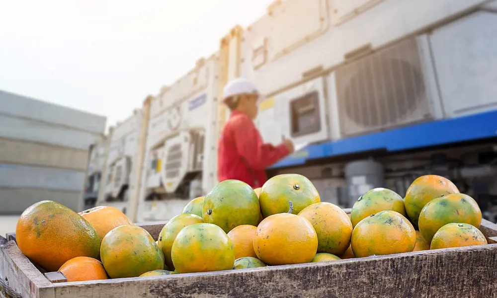 A pallet of grapefruit ready to be shipped in a temperature controlled container.