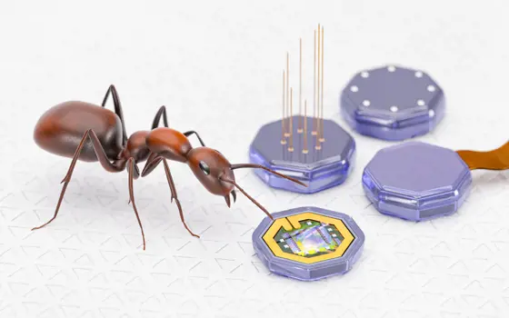A rendering of a brown ant, standing next to four octagonal chips encased in a shiny purple material.