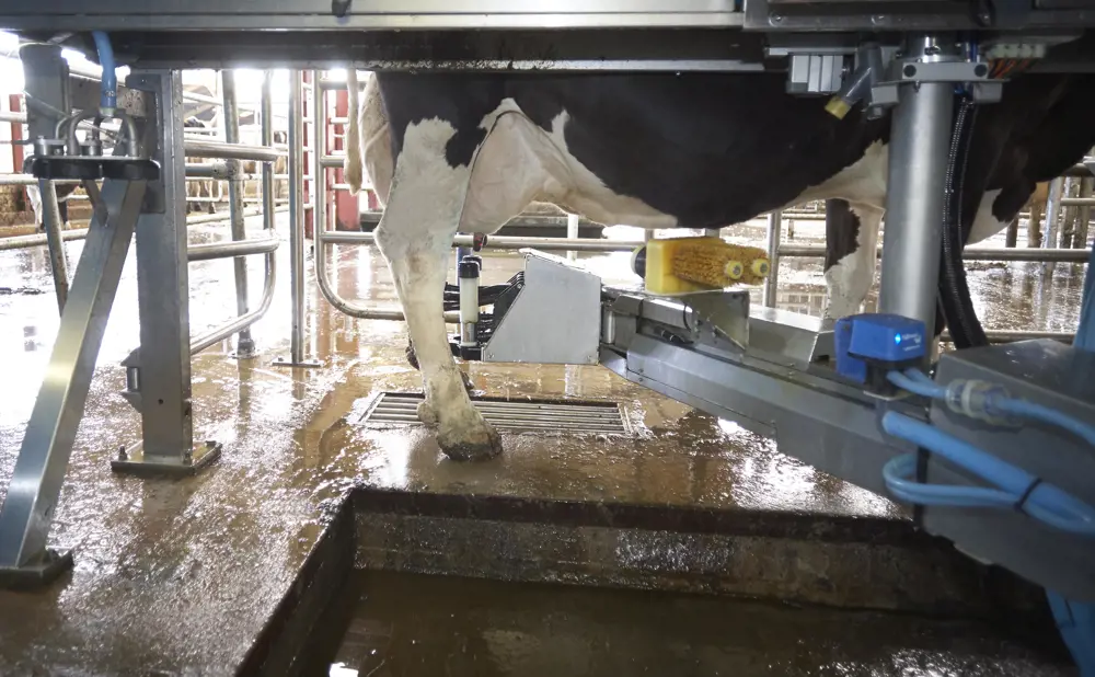 A robot arm machine milking a cow's udders. 