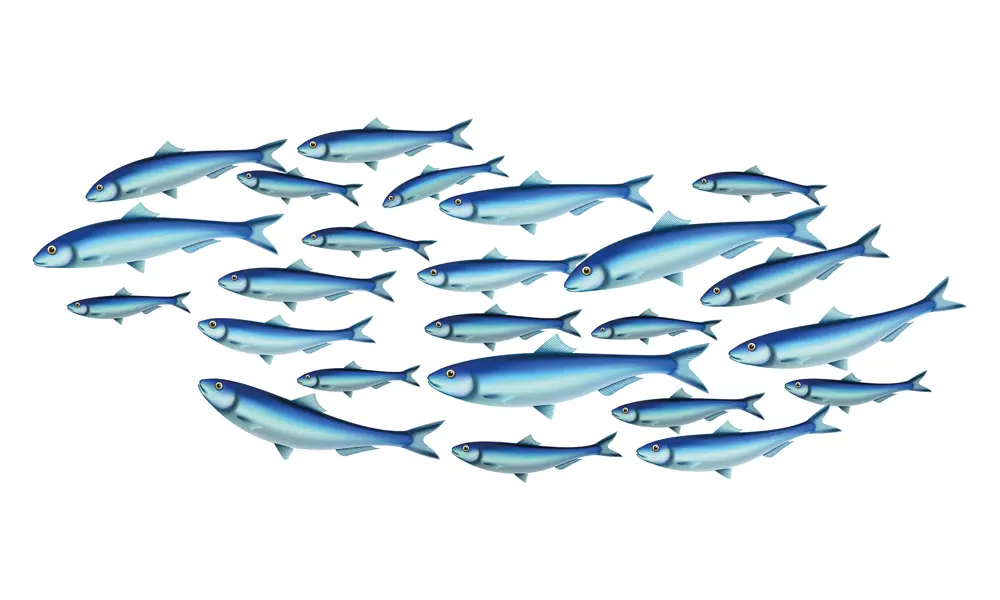 An illustration of a large group of blue fish of different sizes, swimming in the same direction