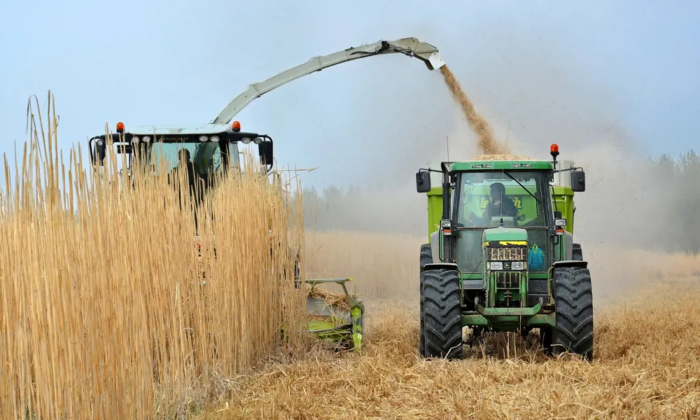 A crop tractor loading elephant grass in a field. 