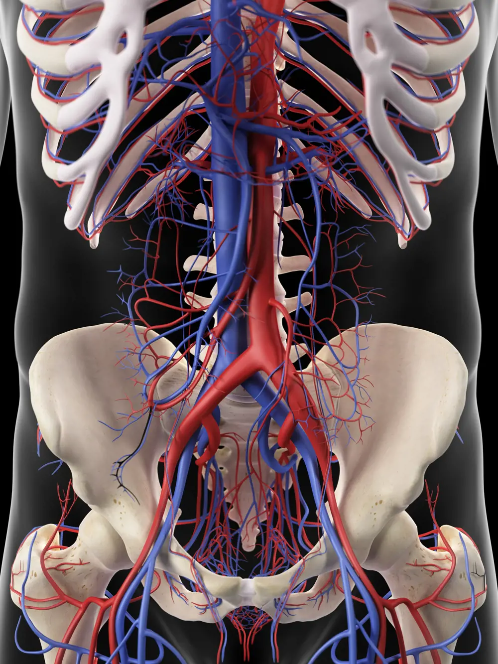 Digital rendering of the skeleton and blood vessels around the torso and pelvis.