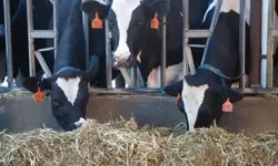 Three farmer's cows eating hay through bars.