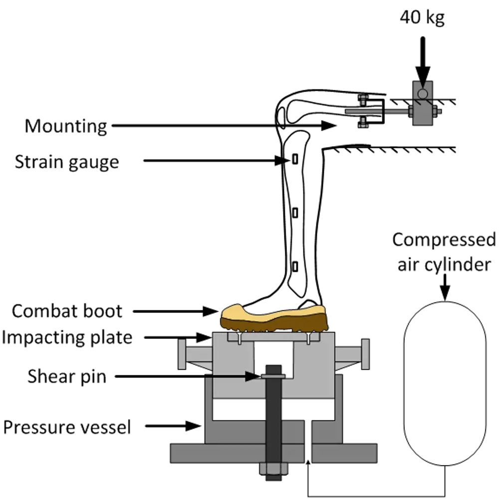 A diagram of a combat boot on an impacting plate for the traumatic injury simulator. 