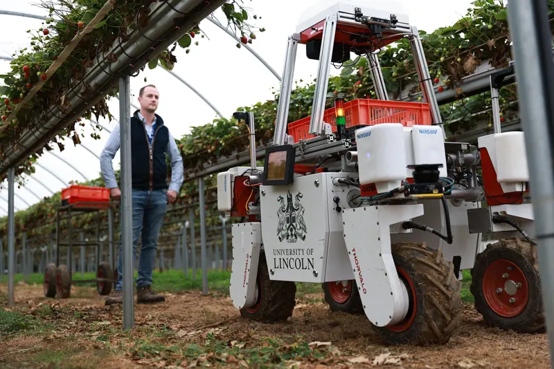 A man walks behind a four-wheeled fruit-picking robot as it travels through a greenhouse and rows of strawberry plants