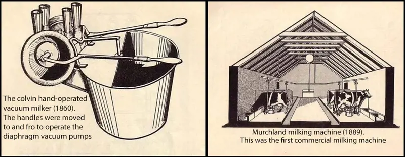 A sketch of a hand-operated vacuum milker with handles (left). A sketch of cows in a building eating from a trough and being milked by the murchland milking machine (right). 