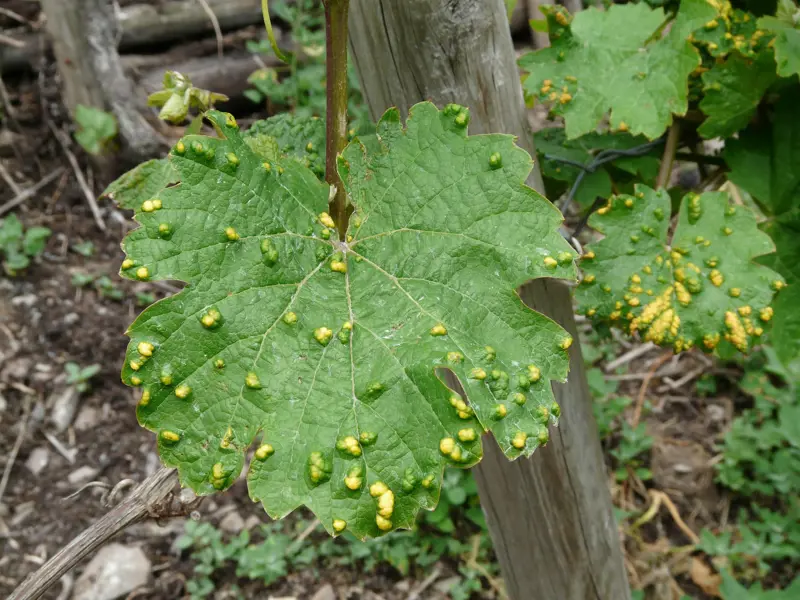 A photo of a leaf that is infected with smallpox, appearing as yellow raised bubbles on the green leaf.