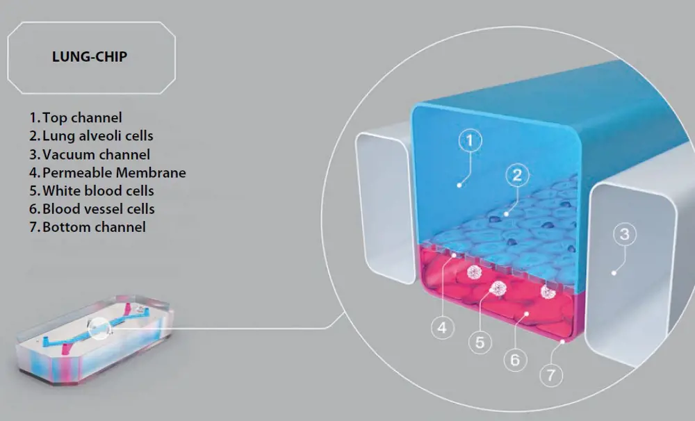 A diagram of Emulate's lung on a chip technology, depicting the different channels that cells can live in.