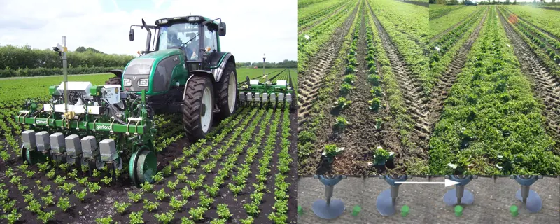 A tractor (left). Rows of crops before and after weed control (right). Rotating notched disk (bottom right).
