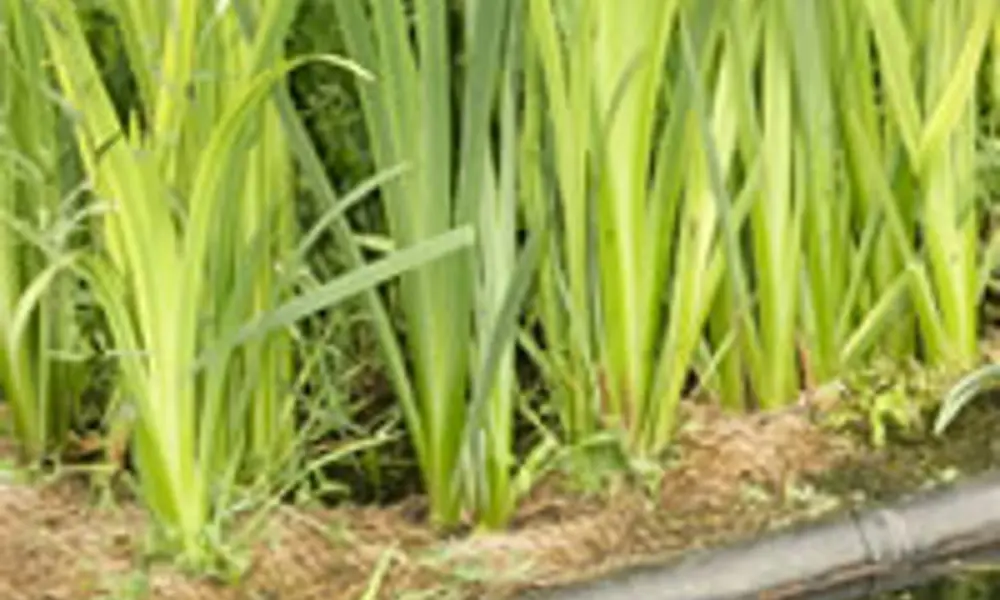 Reed Bed Systems | Ingenia