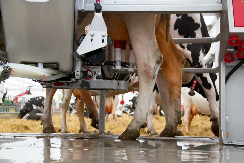 A close-up of a cow's back legs and it being milked by a machine. 
