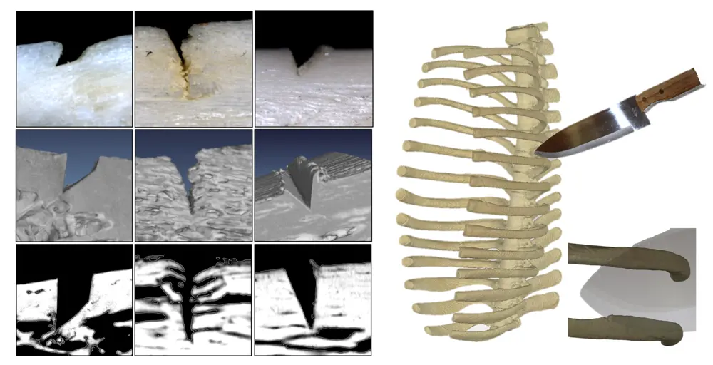 Different scans of bone containing marks caused by bladed weapons (left). A computer generated image of a ribcage being touched by a bladed weapon (right).